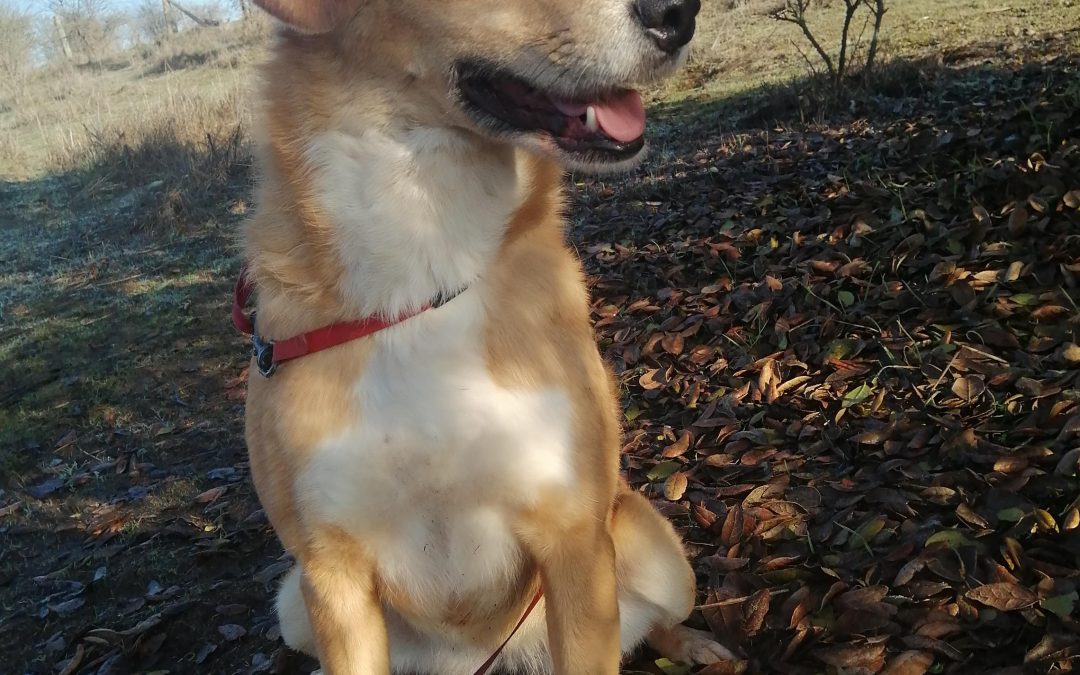 Amparo