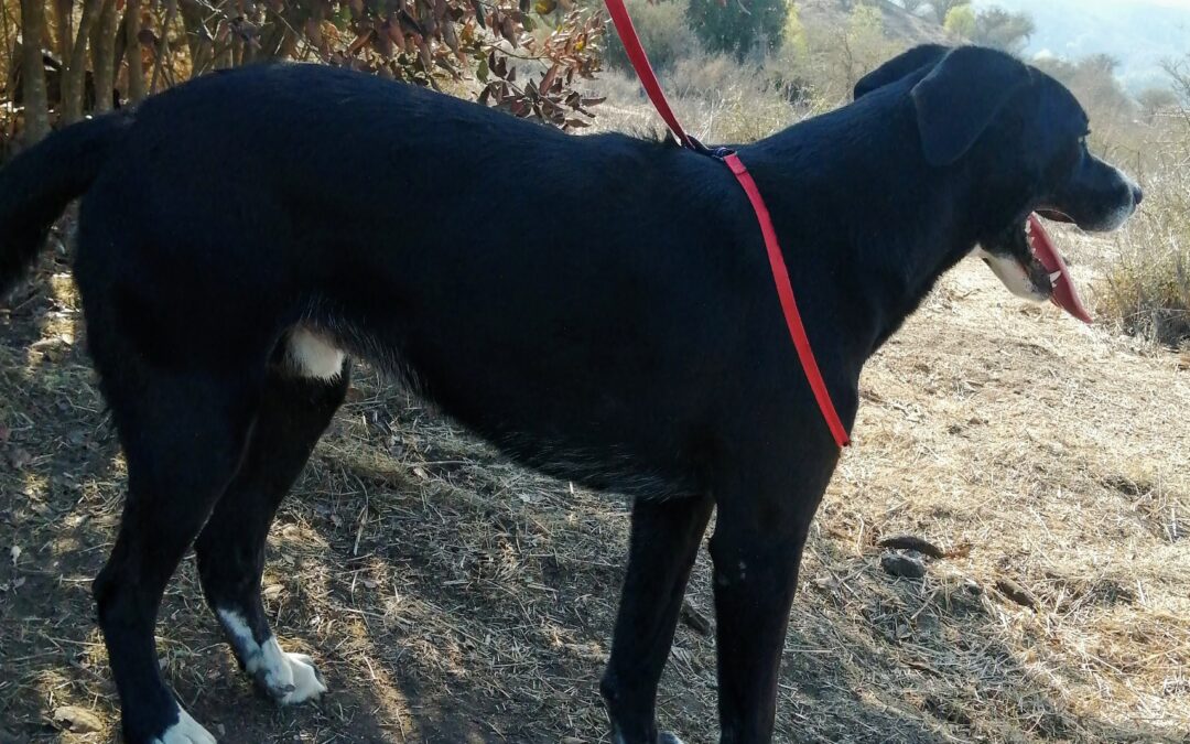 Pedro