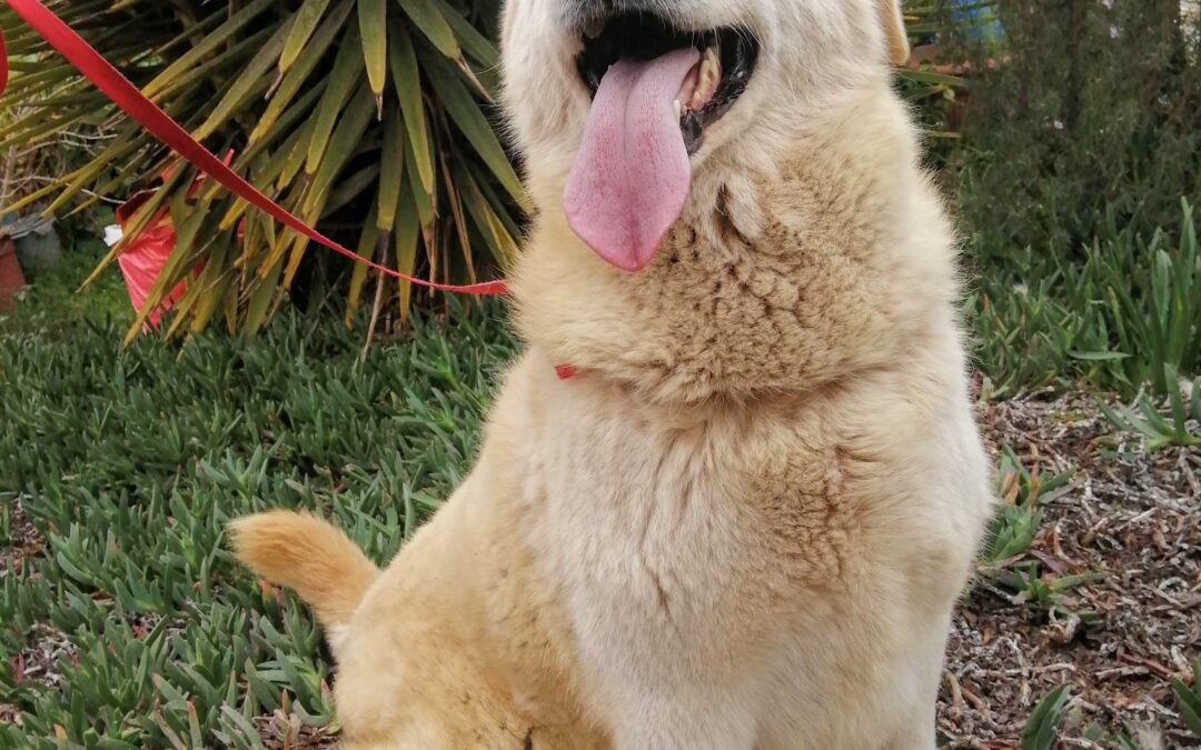 Ruperto