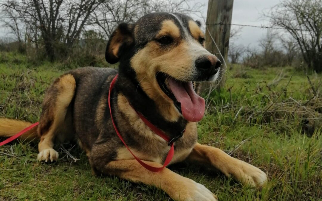 Toby
